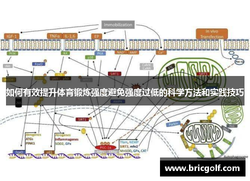 如何有效提升体育锻炼强度避免强度过低的科学方法和实践技巧